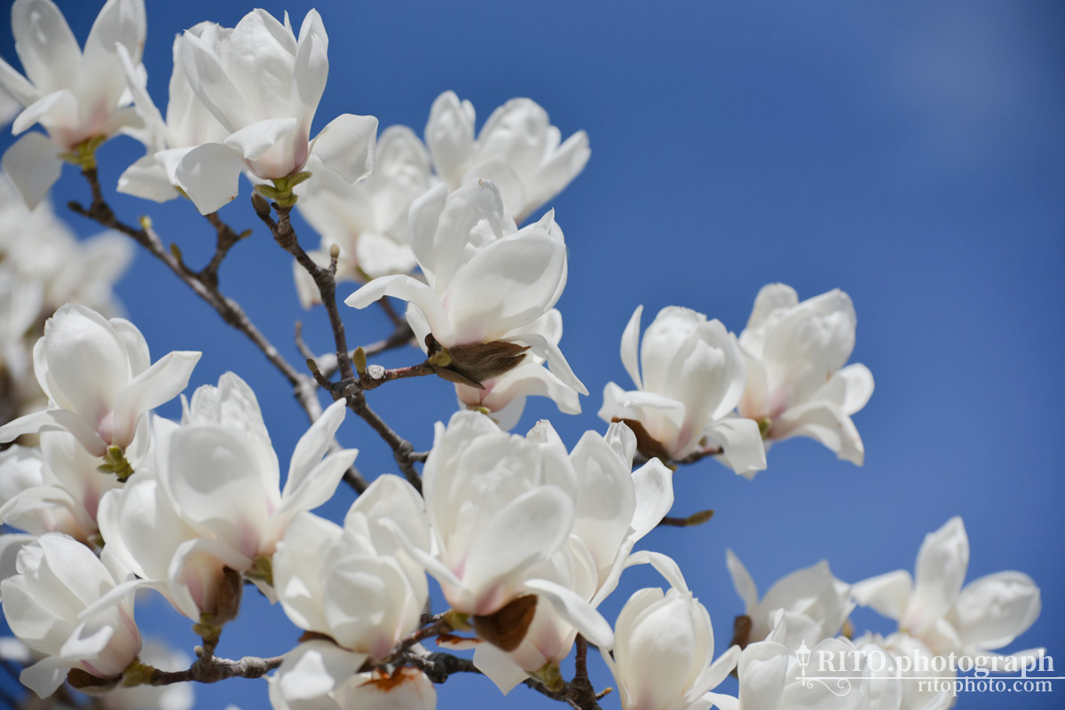 21 3 3撮影 堀詰 高知市本町 にある白木蓮 びゃくもくれん の花が見頃を迎えていました Rito Photograph