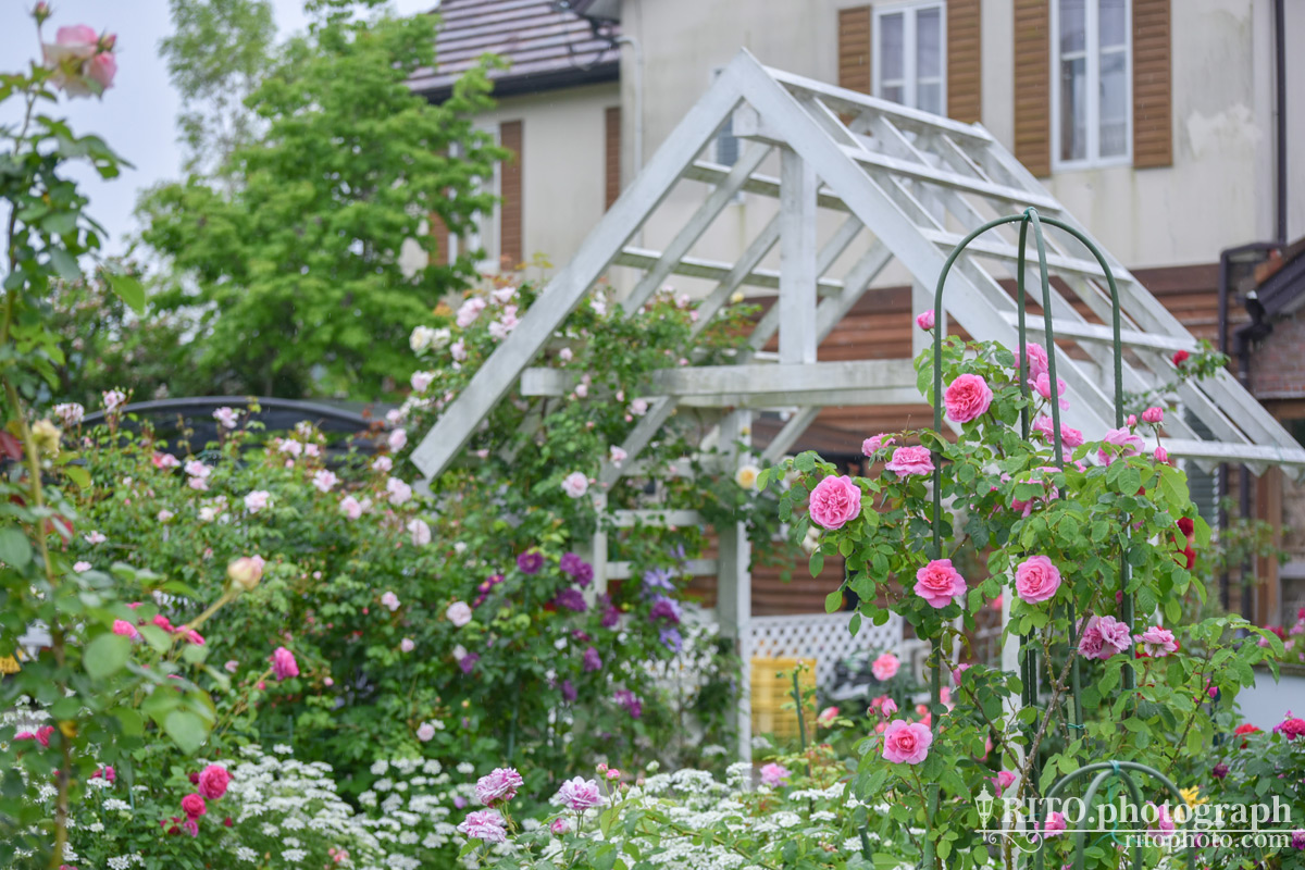 300株の薔薇が咲き誇る 英国式庭園が美しい高知県香南市イングリッシュガーデンハウスへ Rito Photograph
