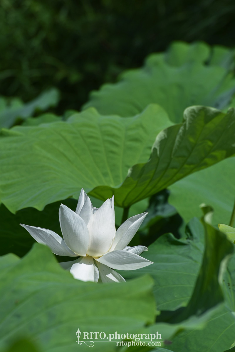 高知でも白い蓮の花が見られる 高知県安芸市の安芸城跡堀に咲く神秘的な白蓮 Rito Photograph