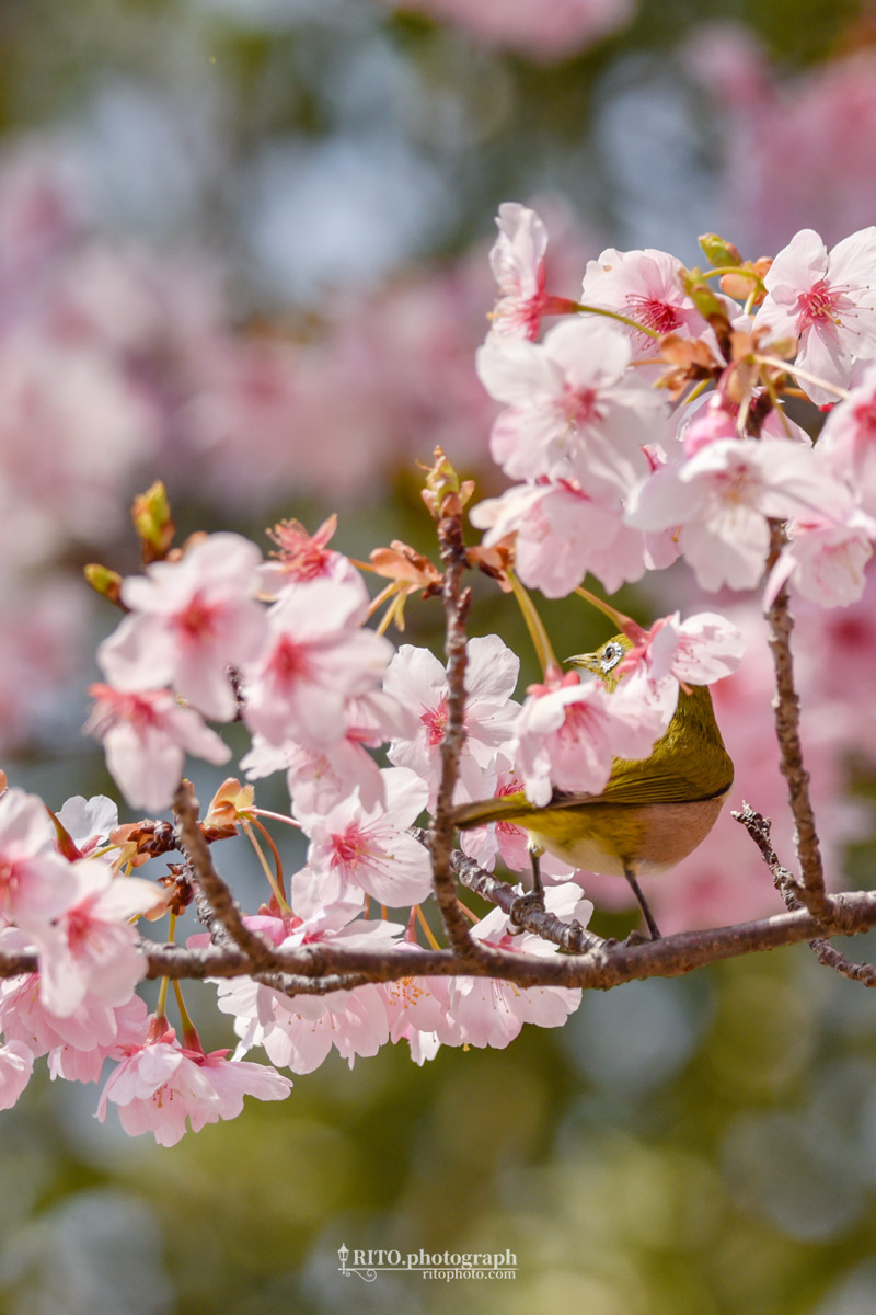 早咲きの桜とメジロ（鏡川）