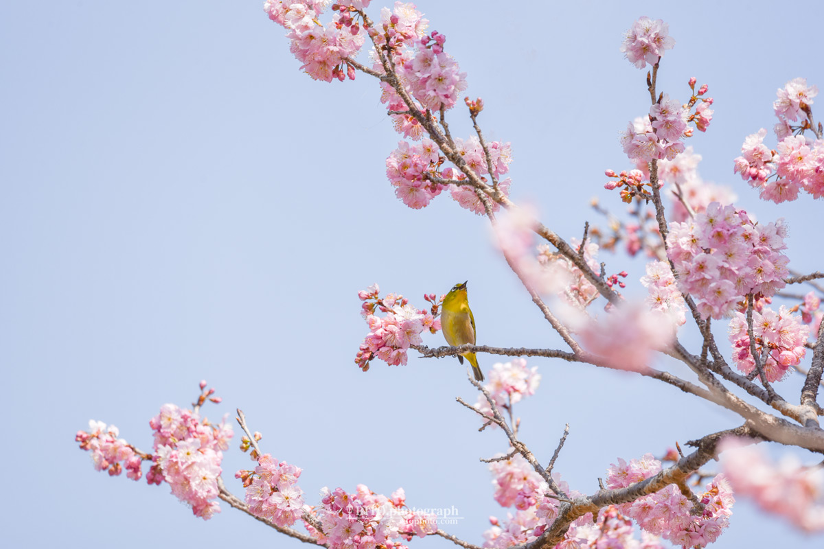 早咲きの桜とメジロ（鏡川）