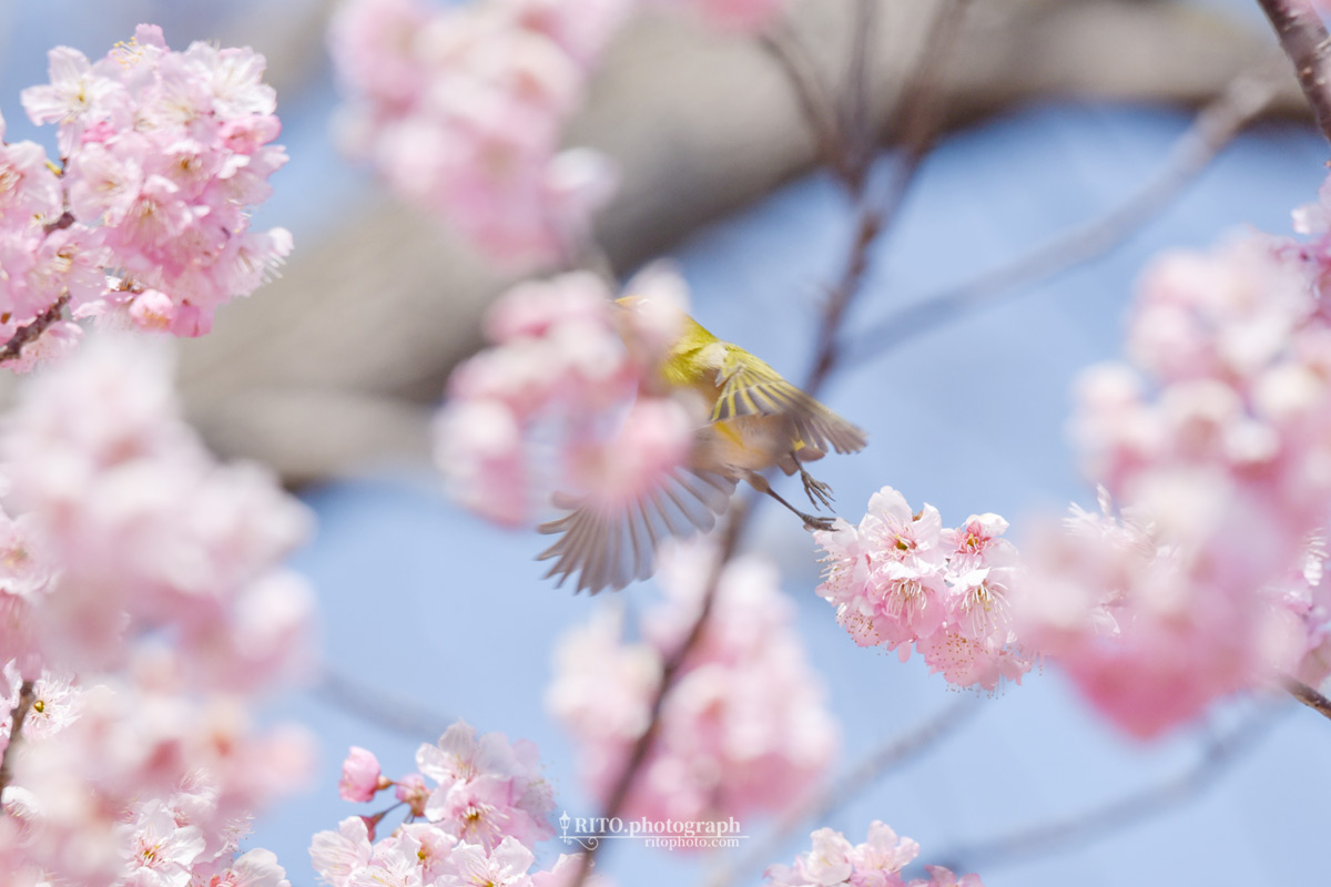 桜とメジロ（失敗写真）