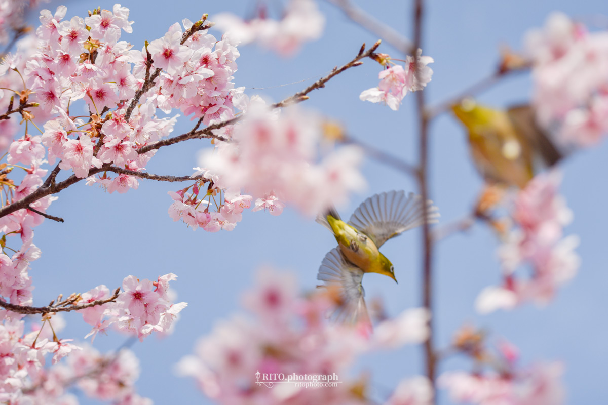 桜とメジロ（失敗写真）