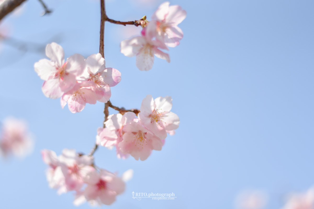 早咲きの桜（鏡川）