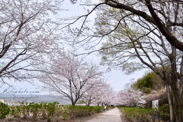 2022年 野市あじさい街道の桜並木と、公園で撮った桜 Ritophoto