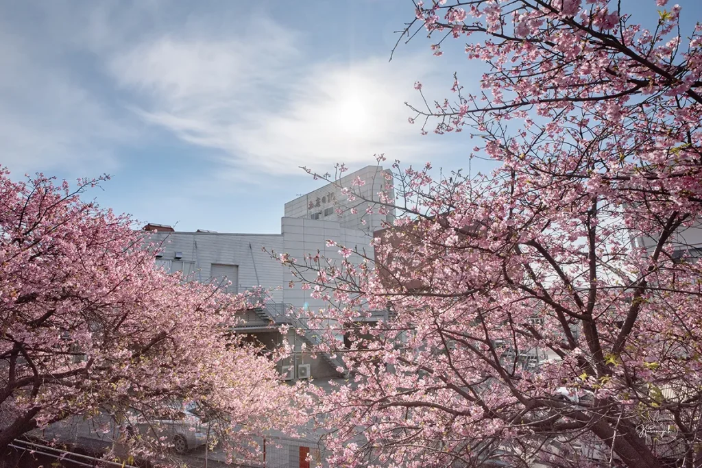 高知市大津食品団地の桜