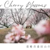 【2024年】雷雨の中、須崎の雪割桜を撮る