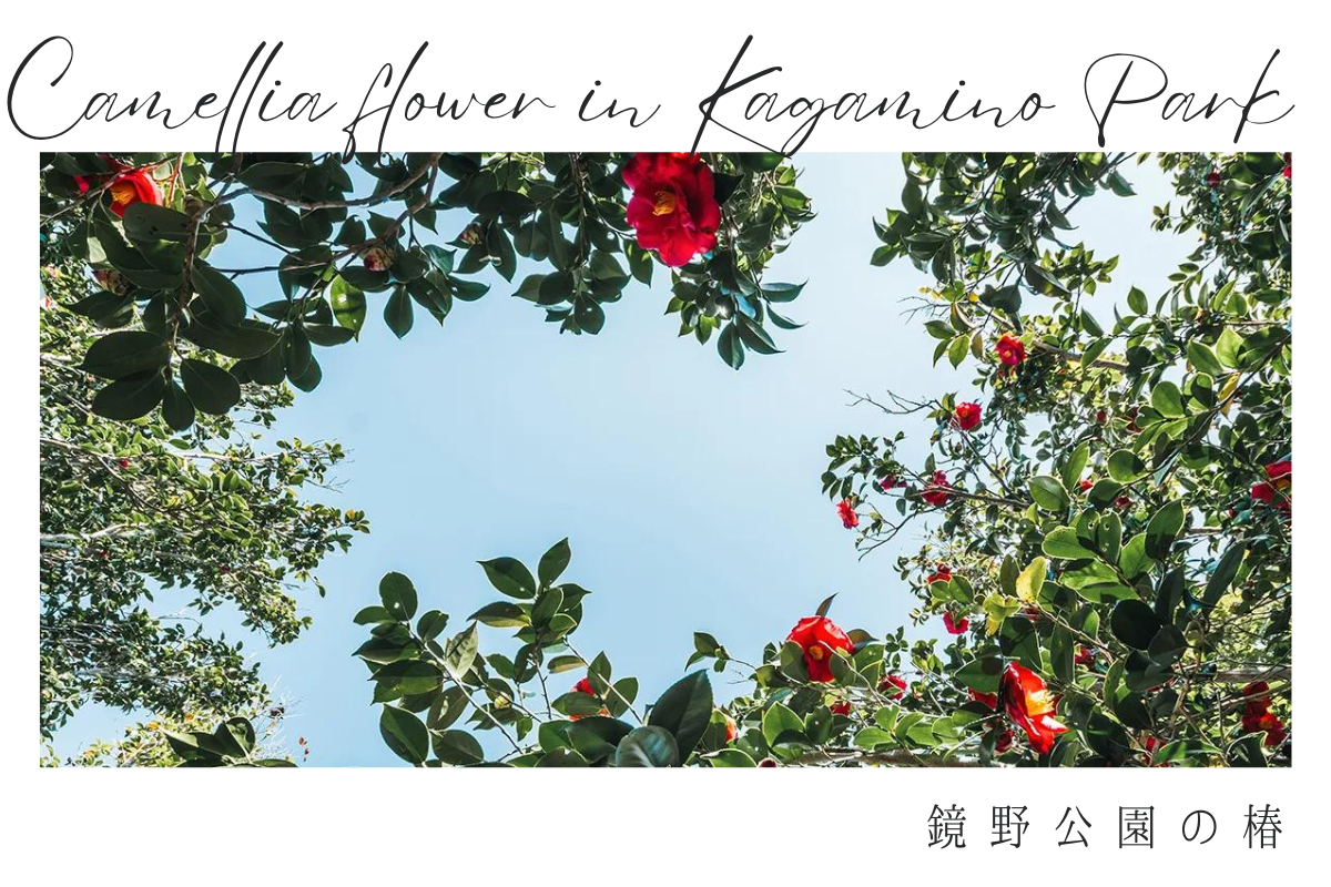 鏡野公園に咲く、椿の花（高知県香美市）